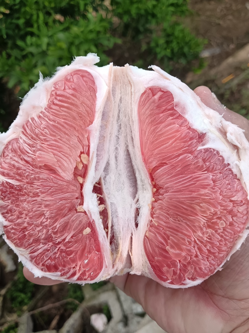 本地套袋三红柚