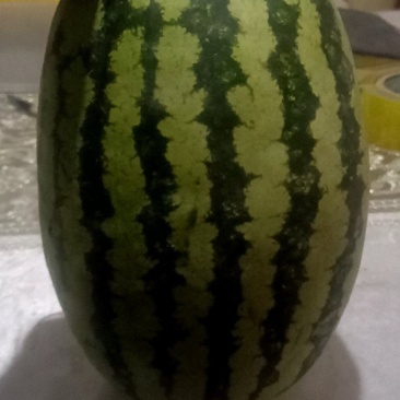 新优二号新疆巴楚县西瓜