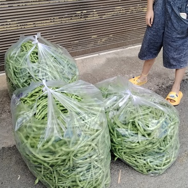 贵阳水菜批发
