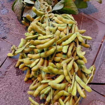新鲜毛豆