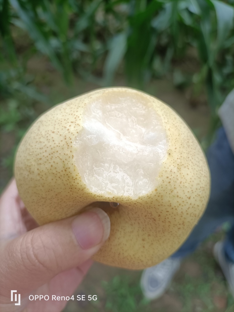 梨