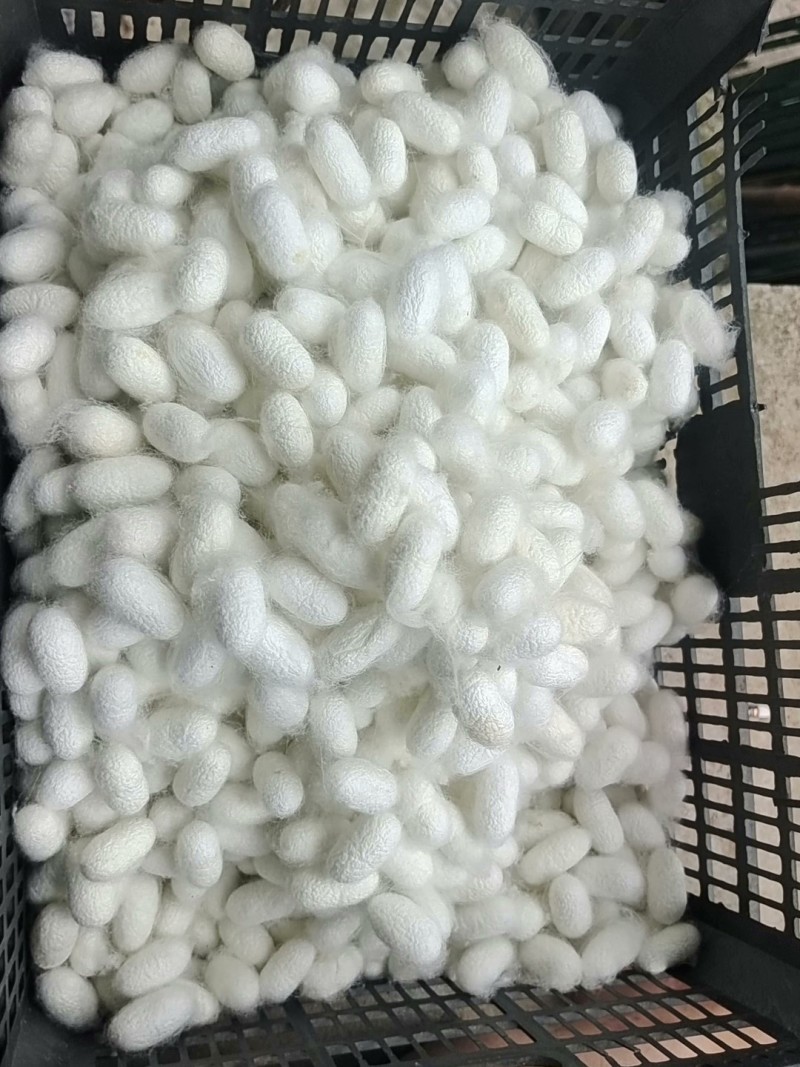 广西蚕茧