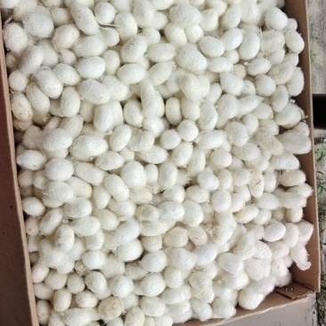 广西蚕茧