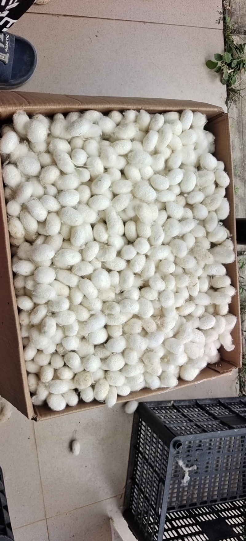 广西蚕茧
