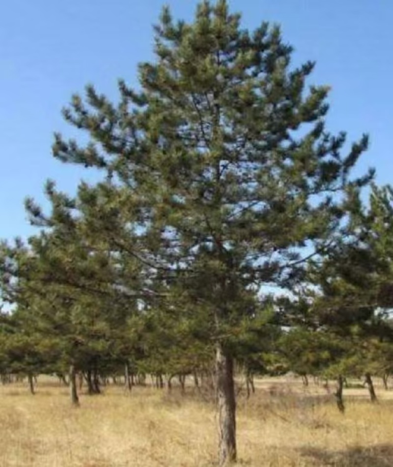 各种规格，油松，云杉，蒙古栎，山丁子