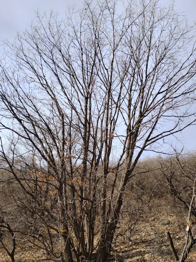各种规格，油松，云杉，蒙古栎，山丁子