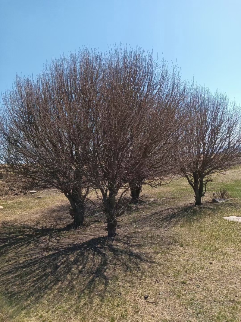 各种规格，油松，云杉，蒙古栎，山丁子