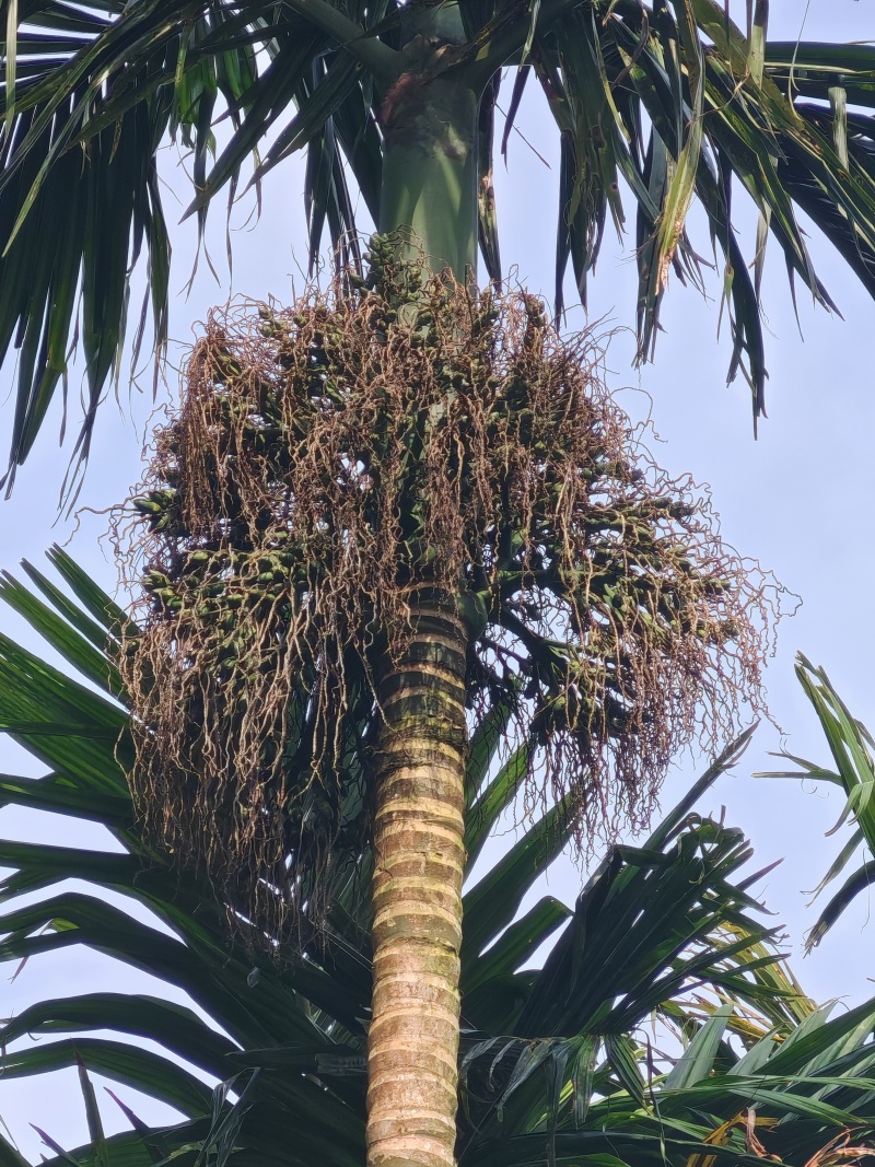 新鲜槟榔