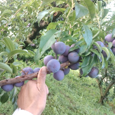 汶川大阳山红脆李翻框框的来