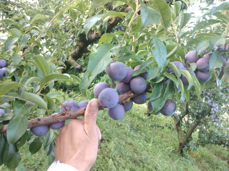 汶川大阳山红脆李翻框框的来