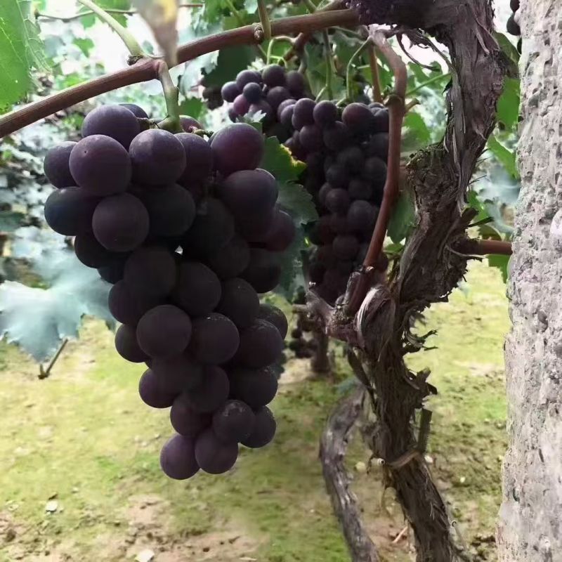 兰州青石湾巨峰葡萄