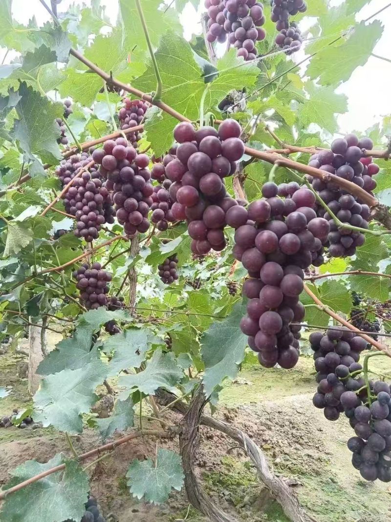 兰州青石湾巨峰葡萄