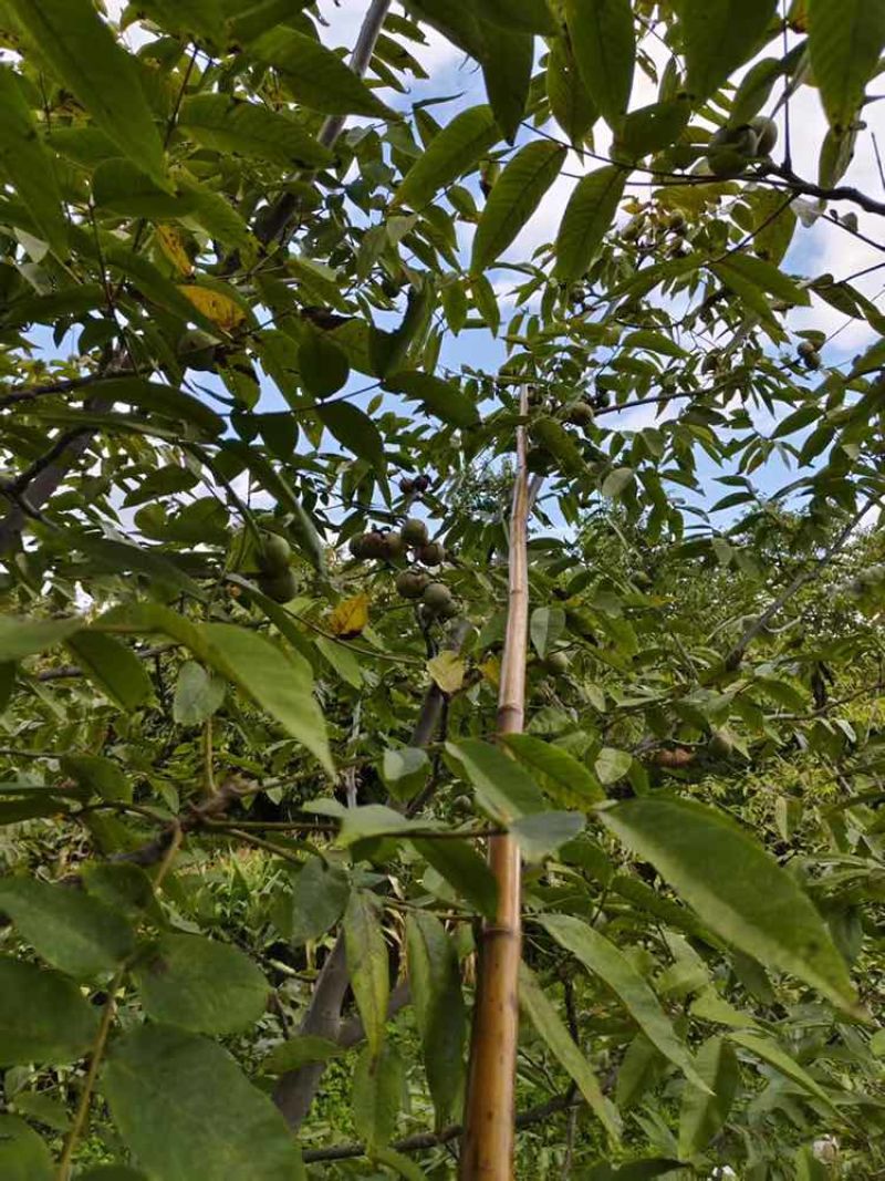 农家自种薄壳核桃大理漾濞核桃新鲜核桃产地直采直发。