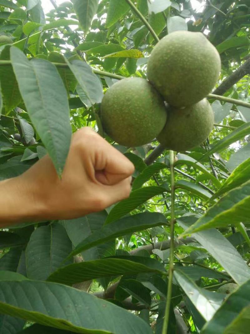 农家自种薄壳核桃大理漾濞核桃新鲜核桃产地直采直发。