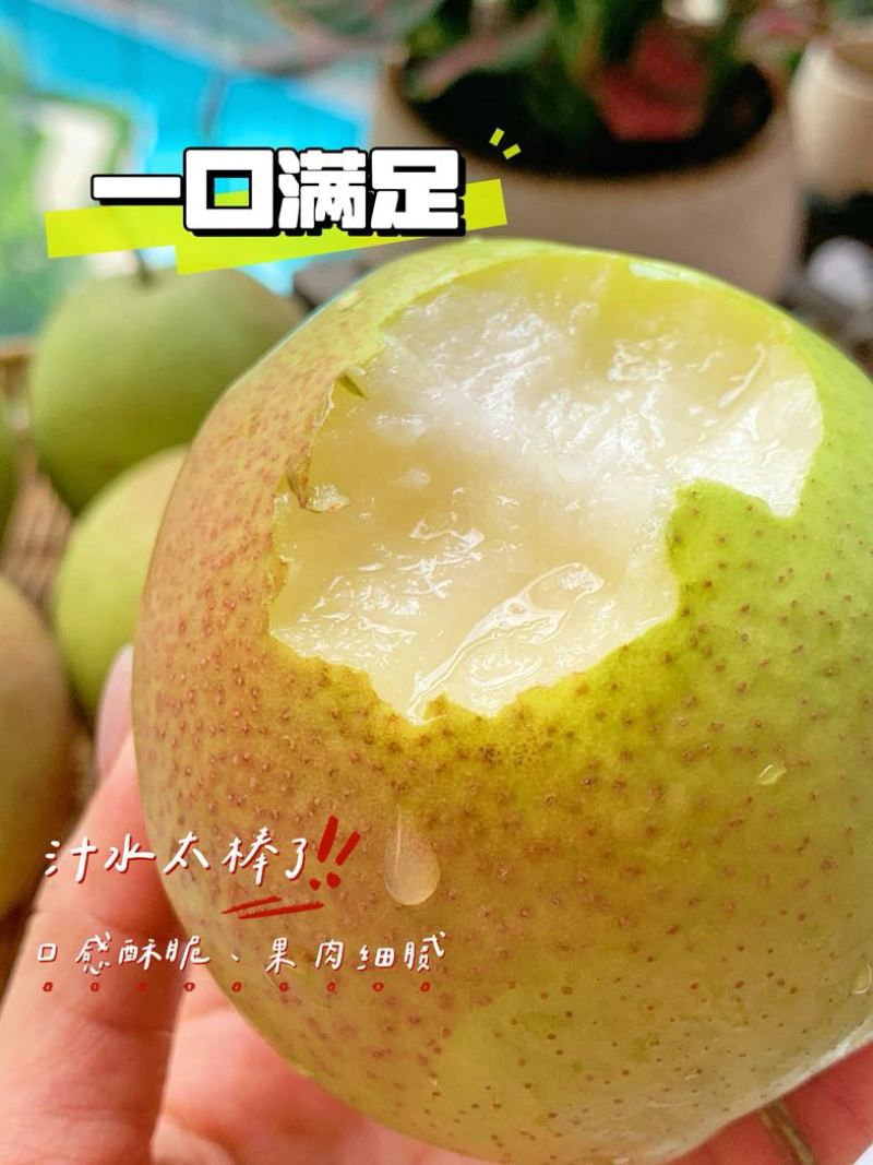 山西丹霞红梨