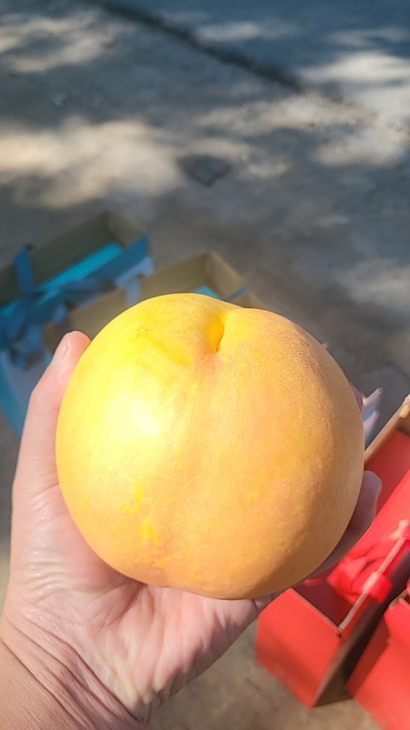 河北省沧州市南皮县金丝蜜桃黄油桃