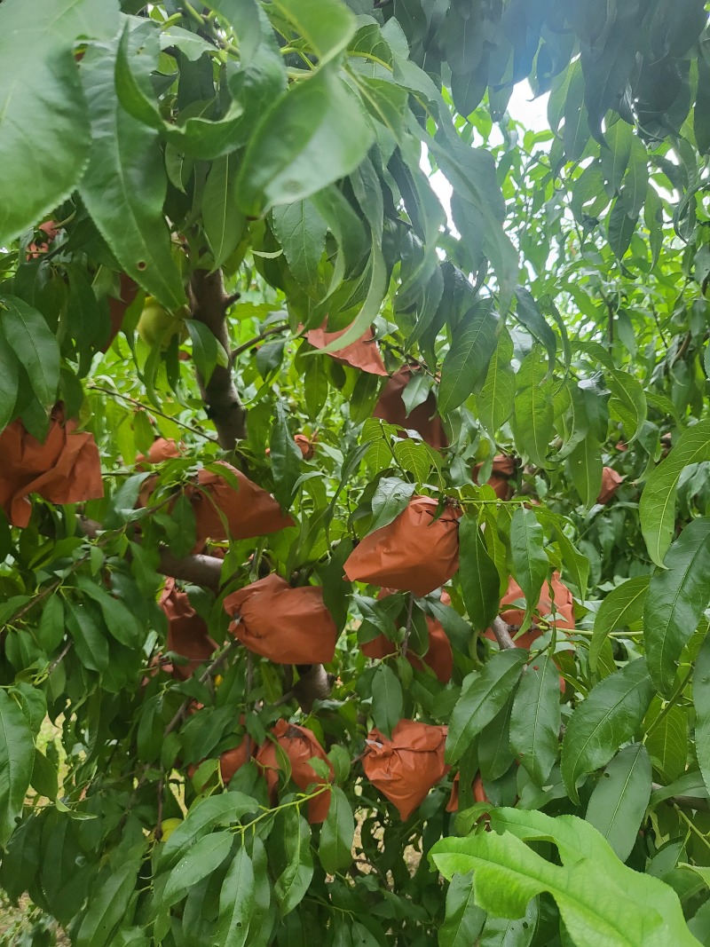 河北省沧州市南皮县金丝蜜桃黄油桃