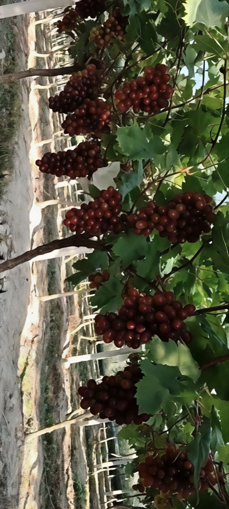 绥宁东山紫玉红提