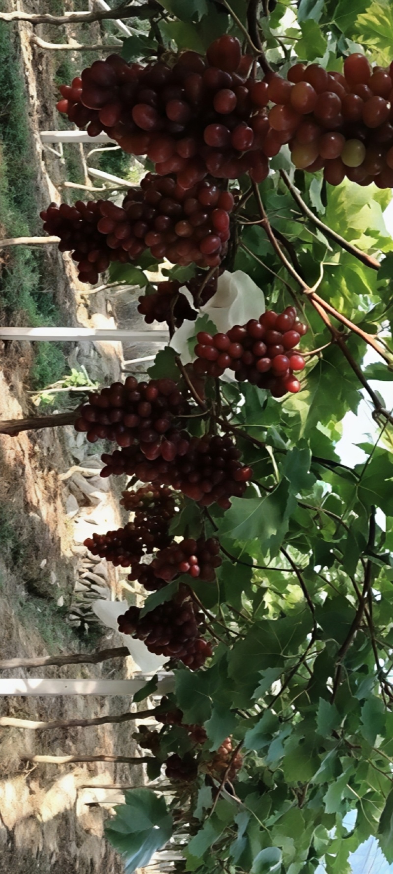 绥宁东山紫玉红提