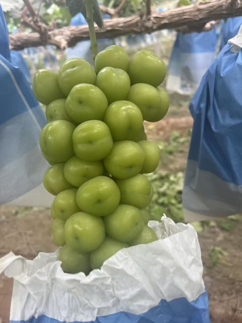 山西阳光玫瑰葡萄