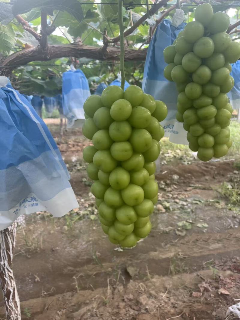 山西阳光玫瑰葡萄