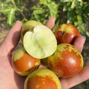 黄骅冬枣