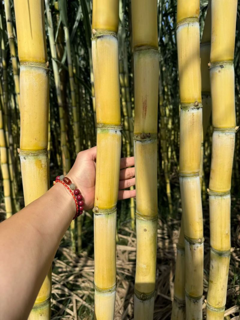 黑皮甘蔗黄皮甘蔗精品货一级货通货