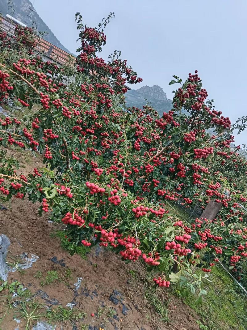 山楂