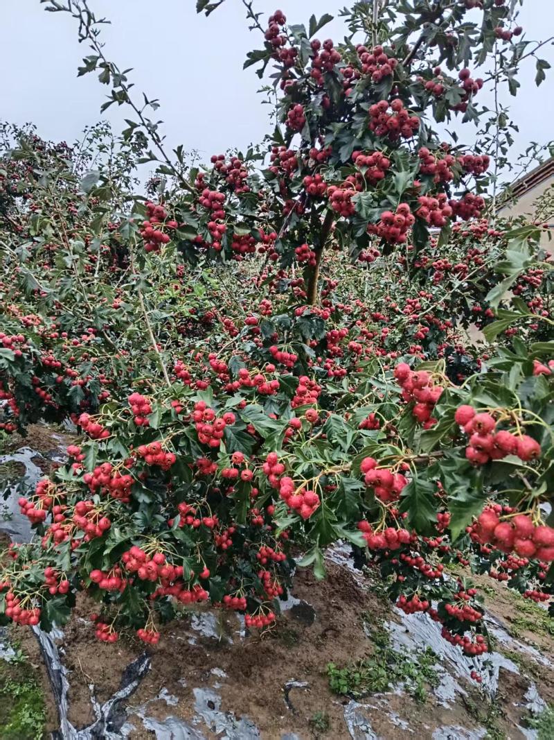 山楂
