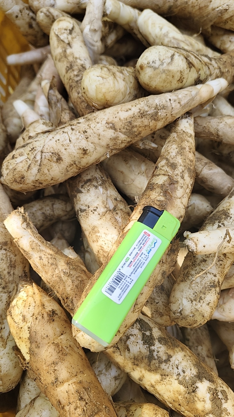 竹薯，冬粉薯