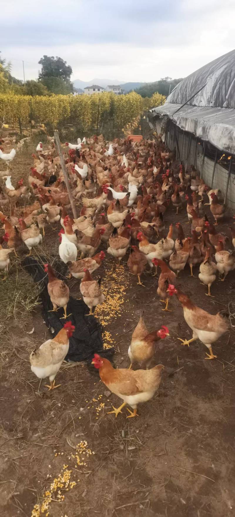 我想卖鸡