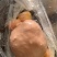 鸡宝