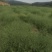药材