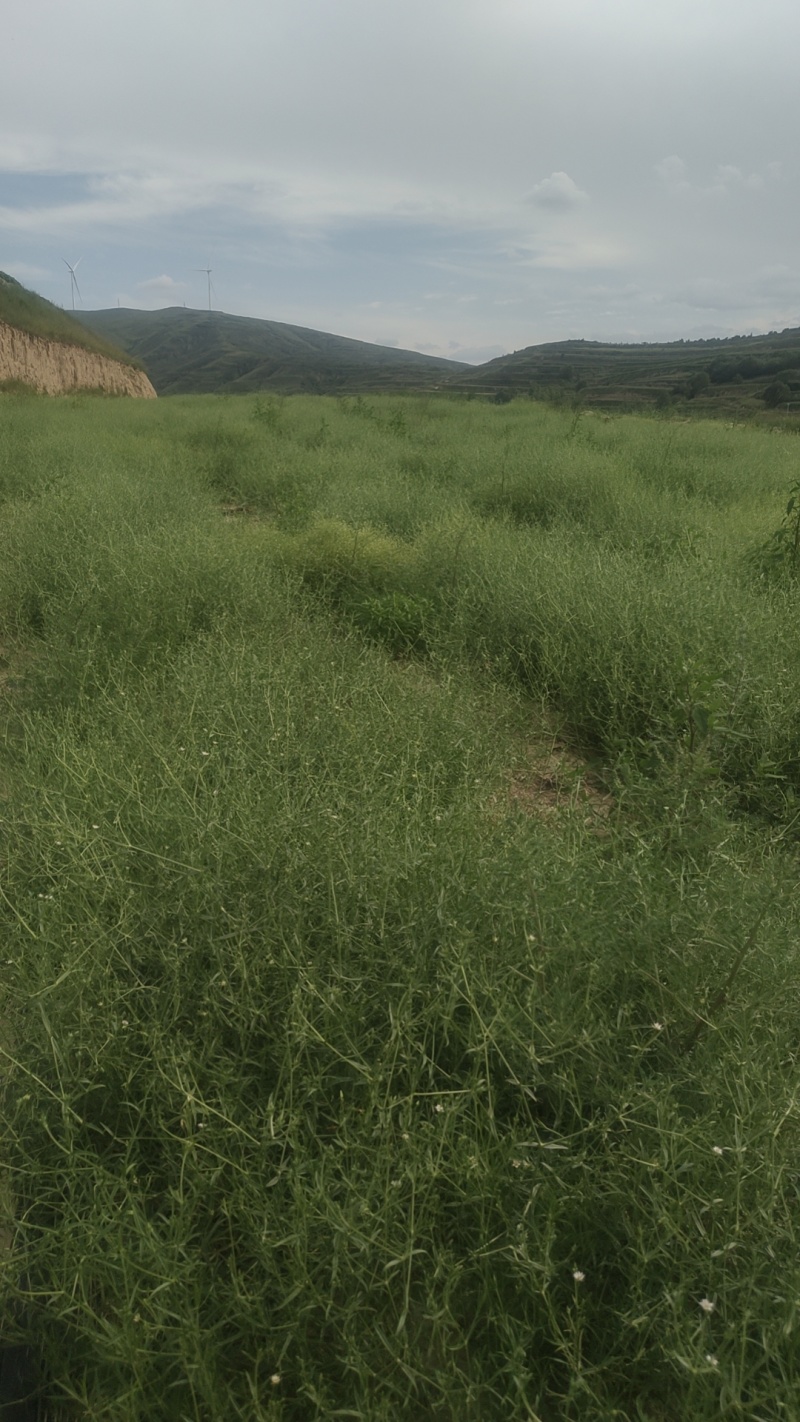 药材