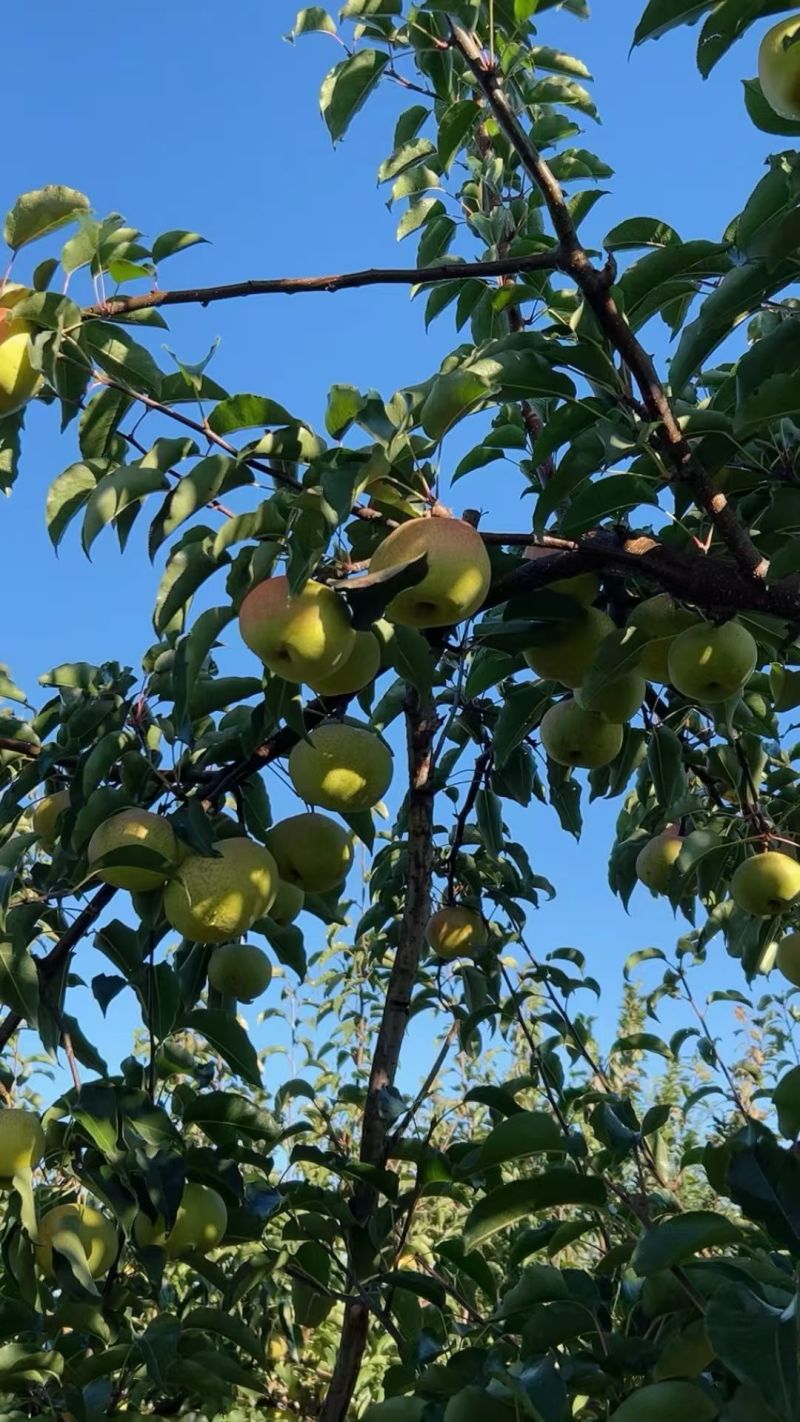 锦峰梨