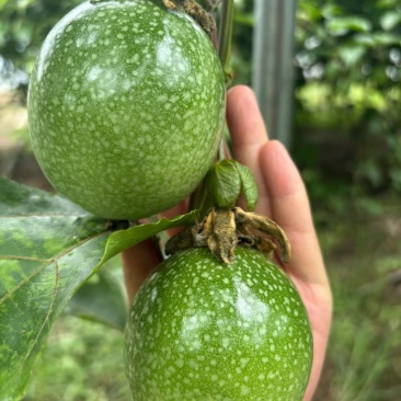 黄金百香果