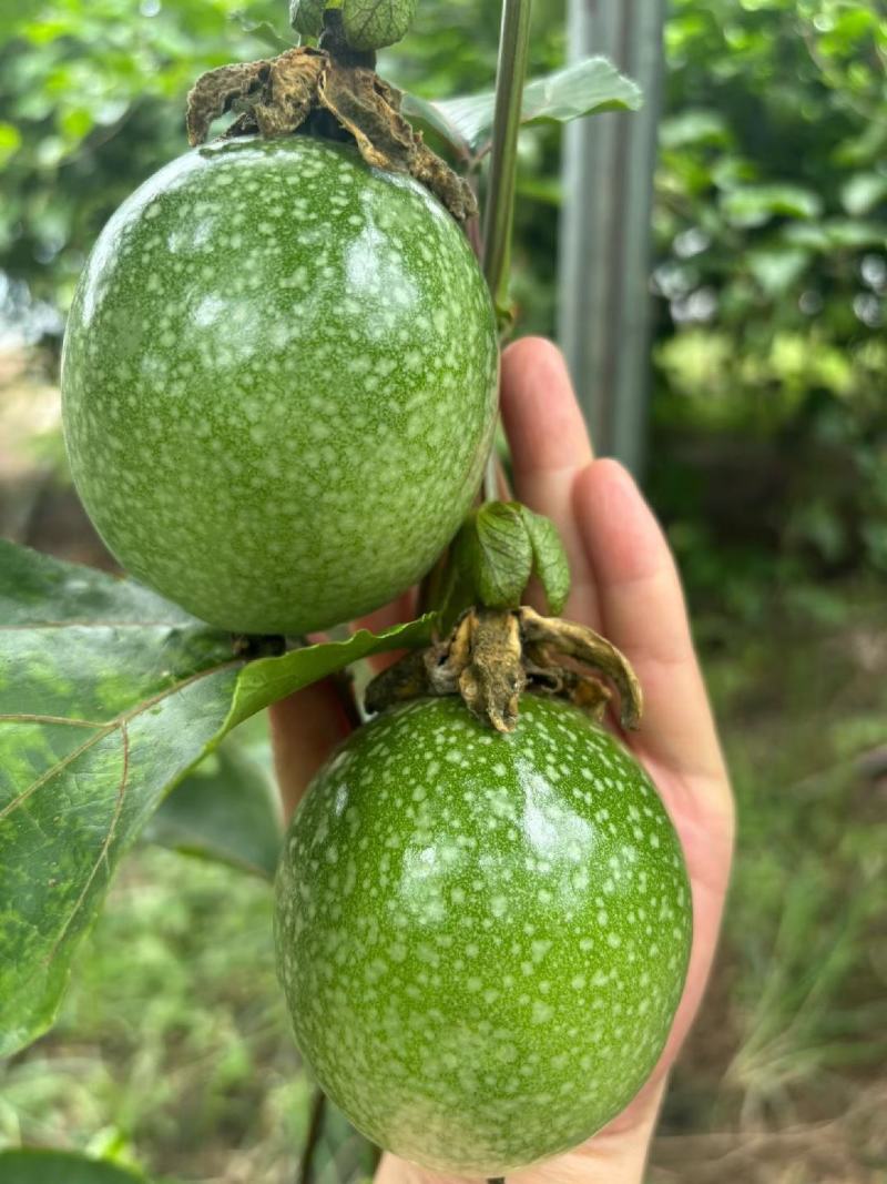 黄金百香果