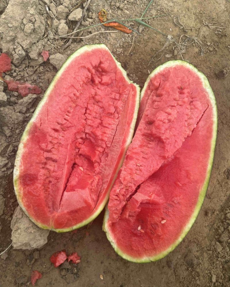 正宗黑美人西瓜嘎嘎甜电商供货全国供应