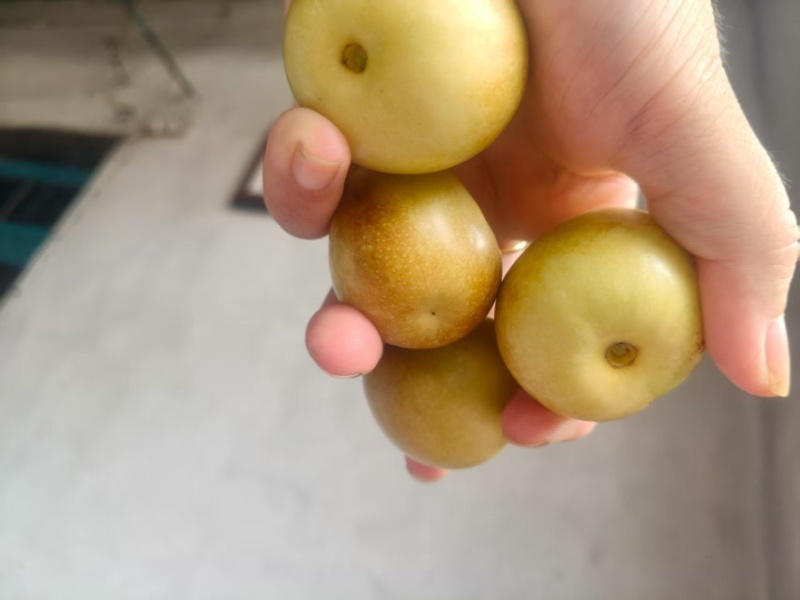 沾化冬枣口感好现摘现发***********