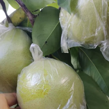 云南高原侨园梨