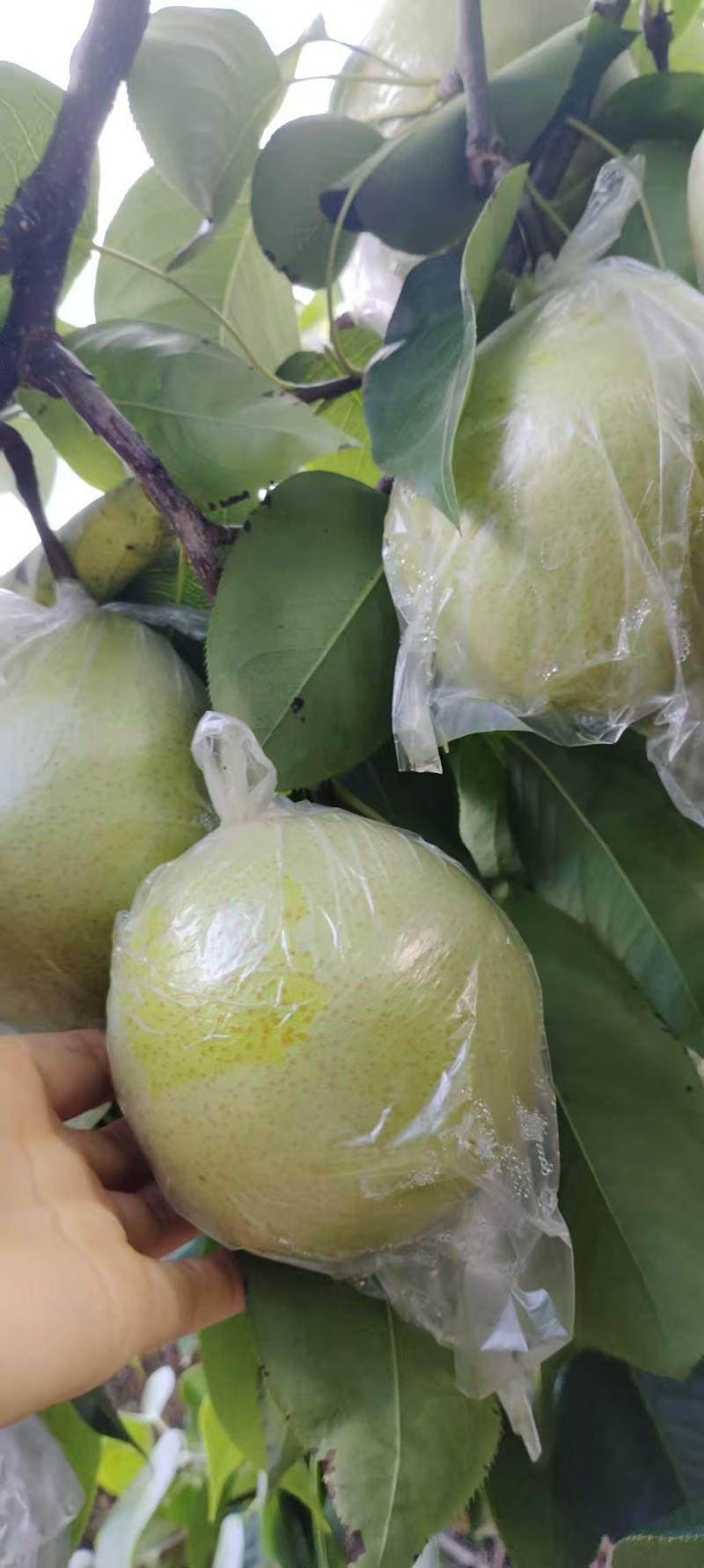 云南高原侨园梨