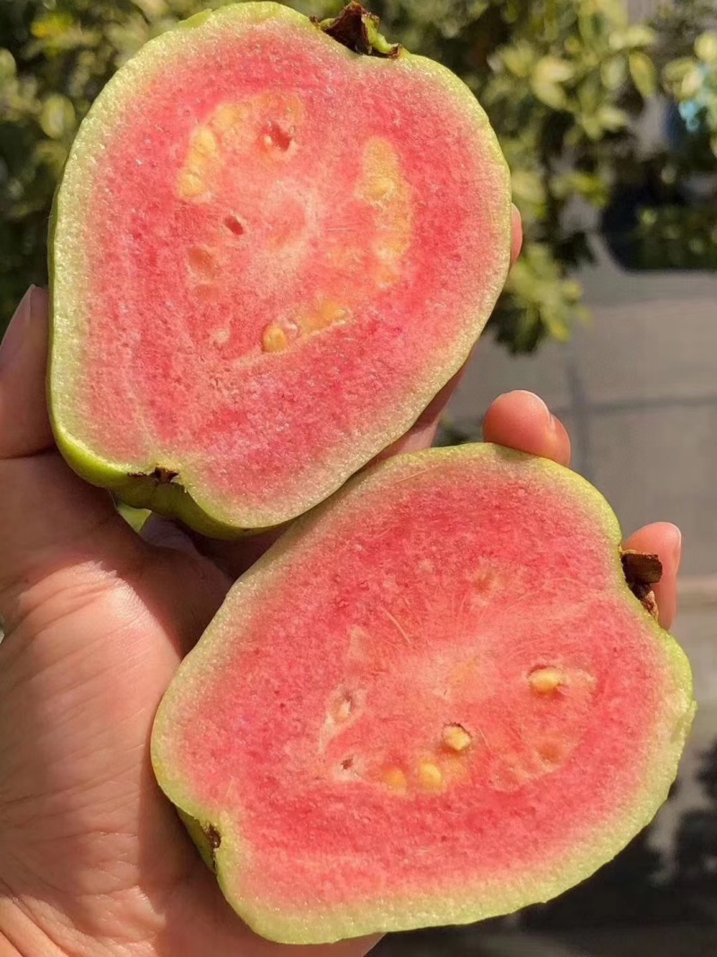 红心西瓜芭乐