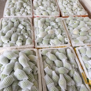红心西瓜芭乐