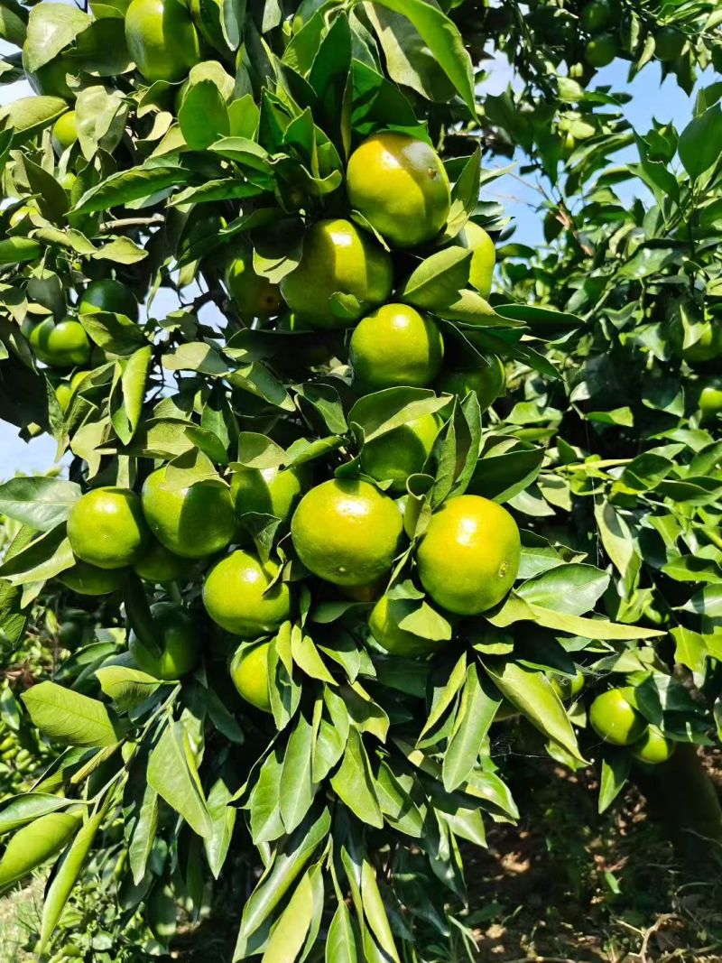 湖北蜜橘