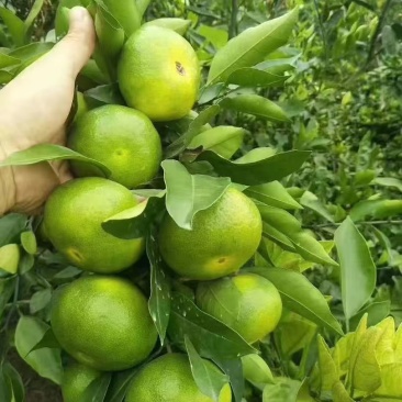 湖北蜜橘