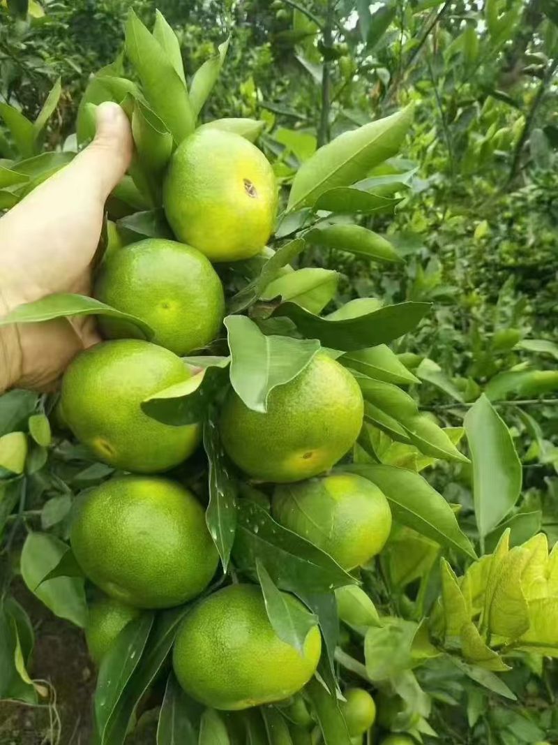 湖北蜜橘