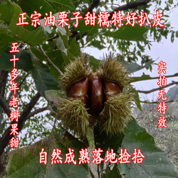 正宗油栗子甜糯好扒皮迁西品种50多年老树