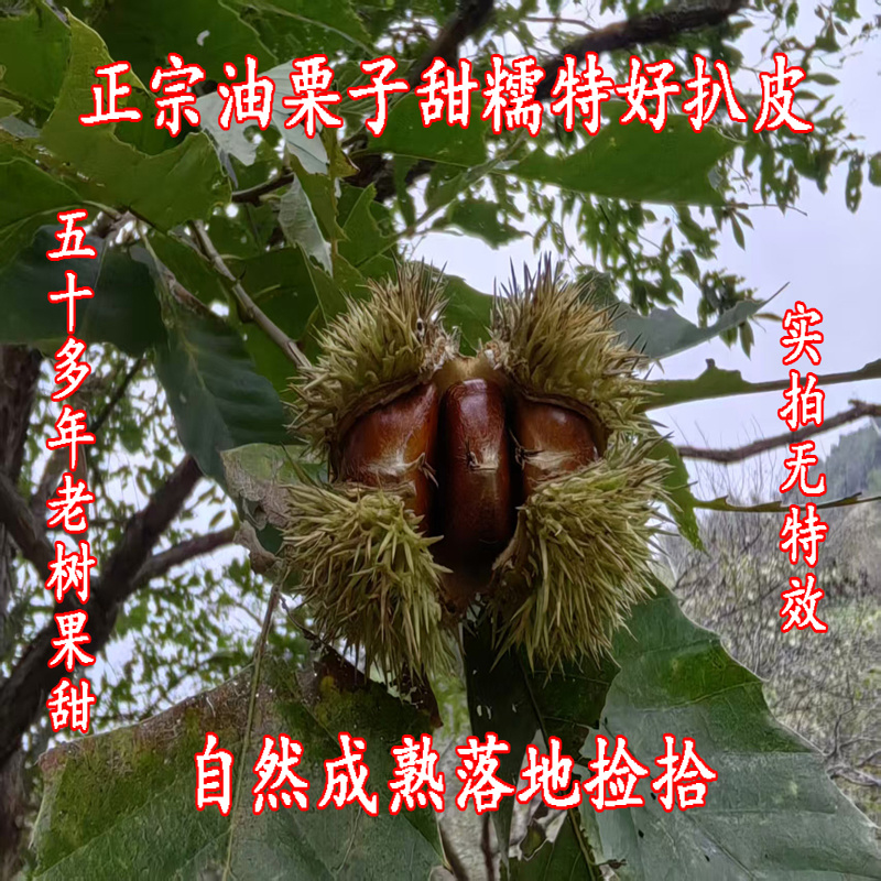 正宗油栗子甜糯好扒皮迁西品种50多年老树