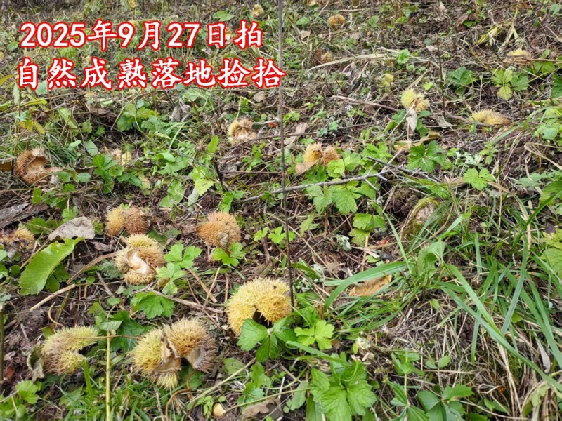 正宗油栗子甜糯好扒皮迁西品种50多年老树