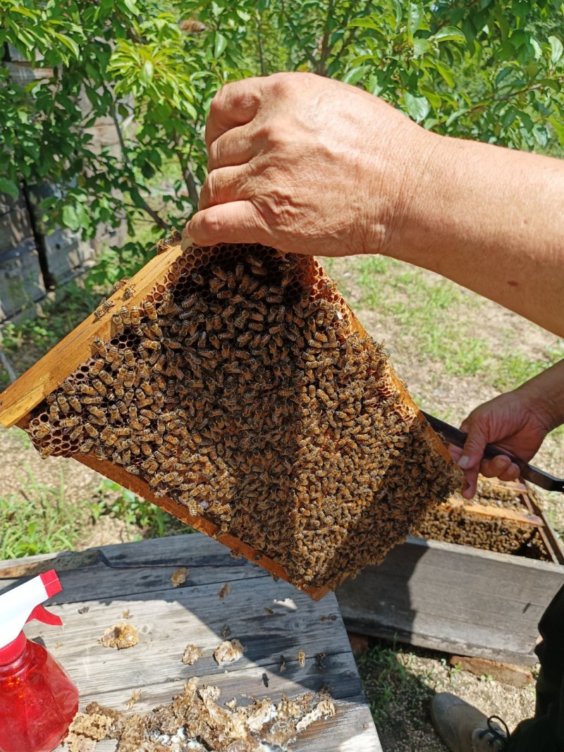 常年出售东北林业椴树蜂蜜百花蜜蜂王浆